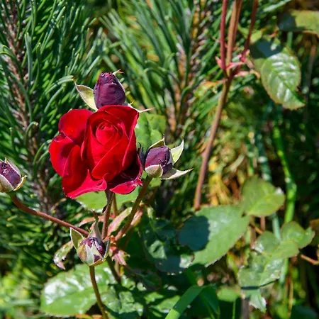 Sloneczne كرينيتسا زدروي