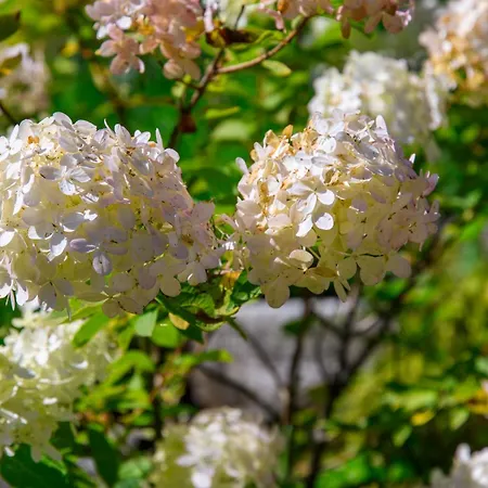 Sloneczne Lejlighed *