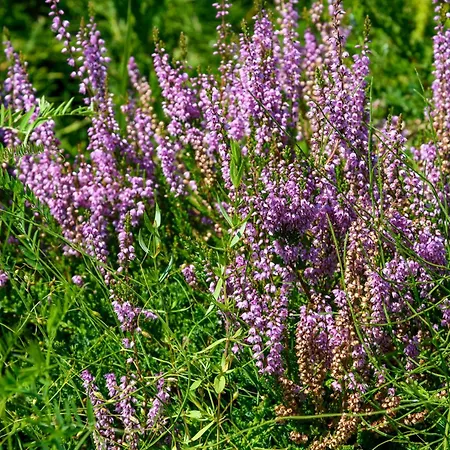 Sloneczne Lejlighed Krynica Zdroj